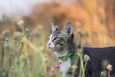 Close-up of a cat looking away