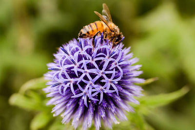 Close-up of butterfly pollinating on purple flower