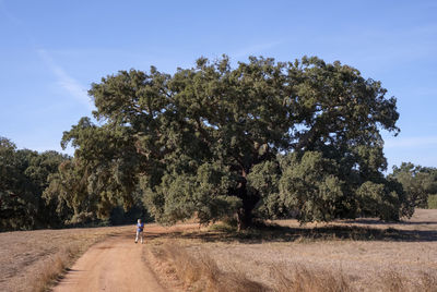 Trees on field by road against sky