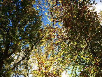 Low angle view of trees against sky