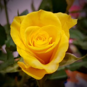 Close-up of yellow rose blooming outdoors