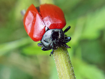 High angle view of chrysomela populi on stem