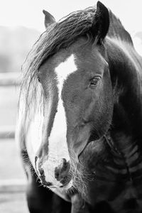 Close-up of animal head