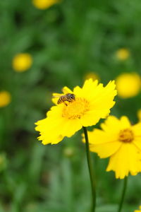 Close-up of insect on yellow flower