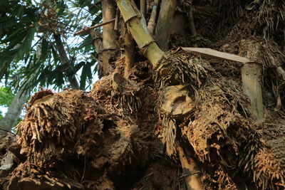 Low angle view of giraffe in forest