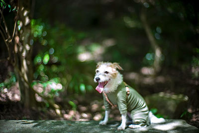 Full length of a dog running in forest