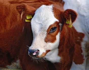 Close-up of cow