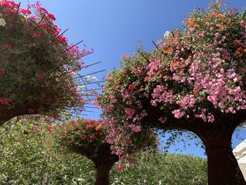 Low angle view of pink flowering tree against sky