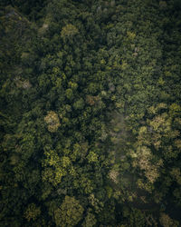 Full frame shot of trees in forest