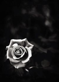 Close-up of rose blooming outdoors