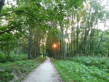 Road in forest