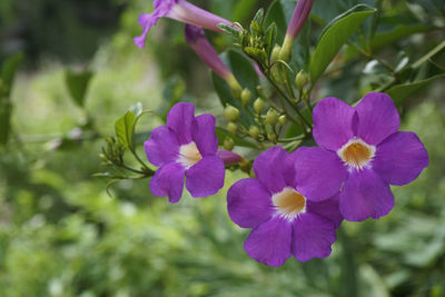 Close-up of purple flowering plants