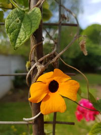 Close-up of yellow flower blooming outdoors