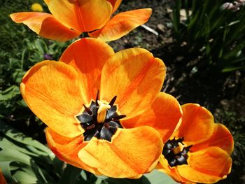 Close-up of insect on orange flower