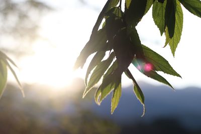 Close-up of leaves against sky