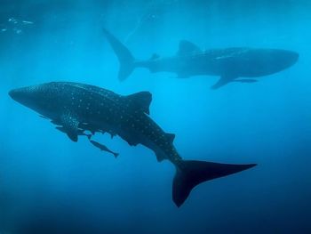 Whale sharks swimming in sea