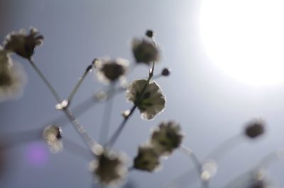 Close-up of white flowers