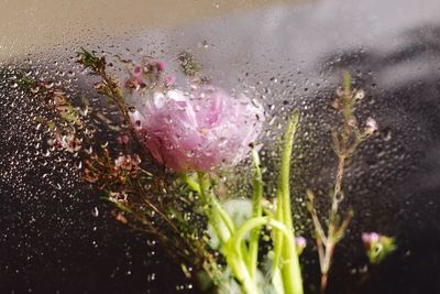 Close-up of wet flower in rainy season