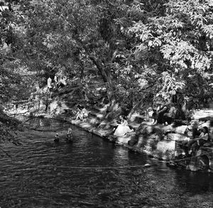 Trees and plants in lake