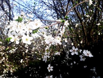 Apple blossoms in spring