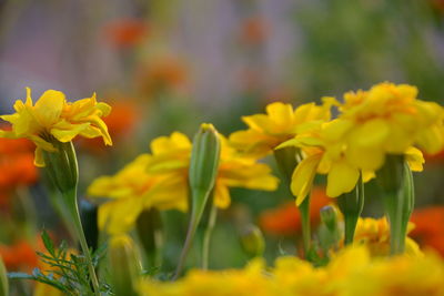 Close-up of yellow flowering plant