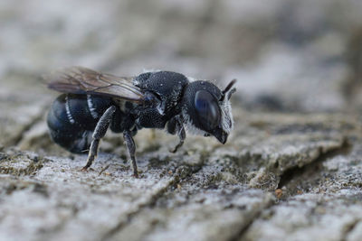 Detailed closeup on a female mediterranean small crenulate armoured resin bee, heriades crenulatus