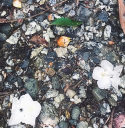 High angle view of lizard on pebbles