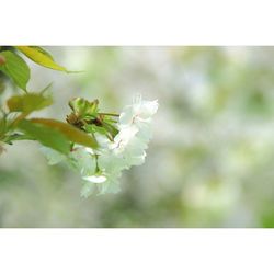 Close-up of white flowers