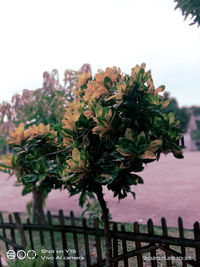 Close-up of flowering plants by railing against sky