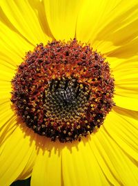 Close-up of sunflower