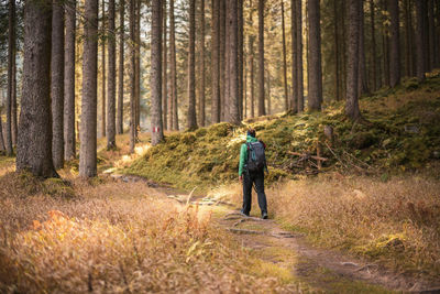 Rear view of man walking on footpath in forest