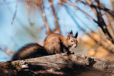 Low angle view of squirrel on branch