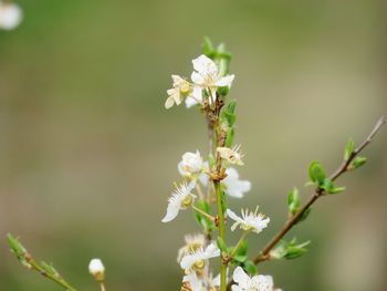 Close-up of white flowering plant