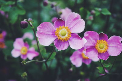 Close-up of pink flowering plant