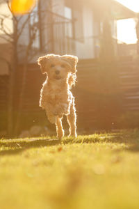 Surface level of dog on field