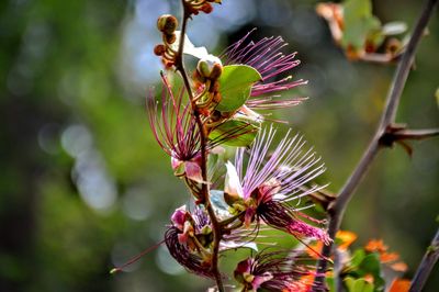 Close-up of insect on flower