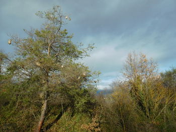 Image of trees and plants against sky