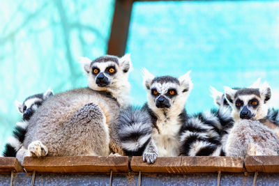 Portrait of lemurs sitting in cage