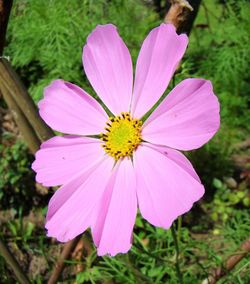 Close-up of pink flower