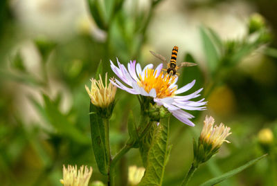 Close-up of bee on flower