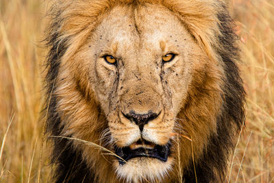 Face to face - close up portrait of a male lion in the masai mara, kenya