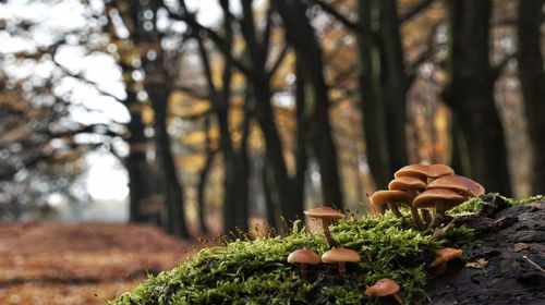 Close-up of mushrooms growing on moss covered rock