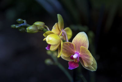 Close-up of purple flowering plant