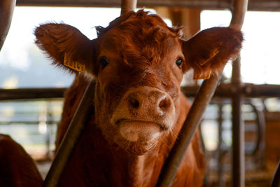 Portrait of cow in pen