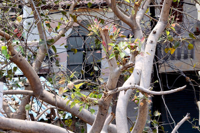 Low angle view of lizard on tree