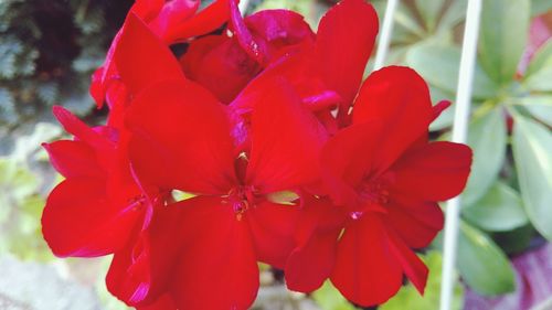 Close-up of red flowers blooming outdoors