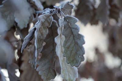 Close-up of frozen leaves during winter