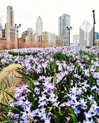 Flowering plants and buildings in city against sky