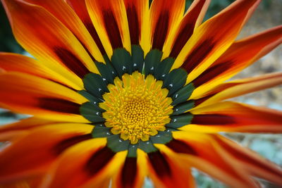 Close-up of orange flower blooming outdoors