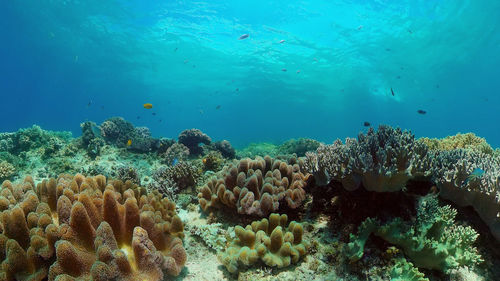 undersea